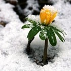 Picture for song 'Many Malz Ft M.M.Lo - Beneath the Snow *Free DL!*' by artist 'TrackMasinBeats'
