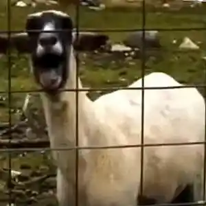 Picture for song '[FREE] SHEEP - BEAT FOR #LIL DICKY' by artist 'IOINO Drugz Beats'