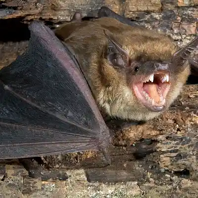 Picture for song 'VTBT 2018' by artist 's9undV1ZNZ K 0 D 3 7'