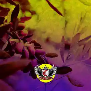 Picture for song 'OLIVE (Post Malone The Kid LAROI Type Beat)' by artist 'Chorderline'