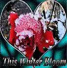 Picture for song 'Winters Bloom (demo)' by artist 'uk3reasons'