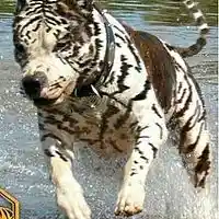 Picture for song 'New breed' by artist 'EA6 Beatz'