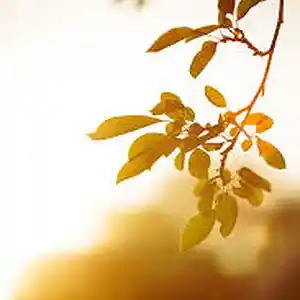 Picture for song 'That Summer' by artist 'Simple Connexion'