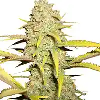 Picture for song 'Germgan kush' by artist 'FMSCUE'