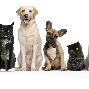 Picture for song 'Murino' by artist 'APE LITTLE BEATS'