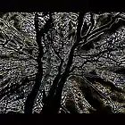 Picture for song 'Collapse' by artist 'Lena Selyanina'