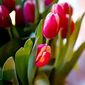 Picture for song 'Ya Rayeh playalong' by artist 'Caravan World Music Ensemble'