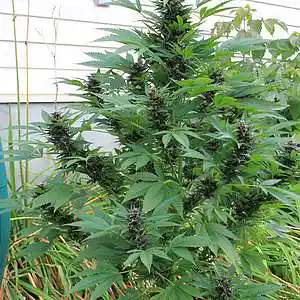 Picture for song '3000 food safe lbc tea mix media id pr2 mobb pr to' by artist 'mcmakktenicetxtheprince'