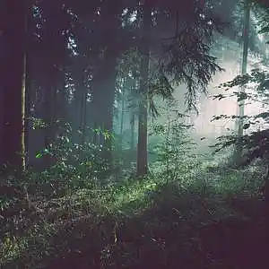 Picture for song 'Forest One - Prod by Supernaturalinstrumentals' by artist 'ProdBy.Pikachu'