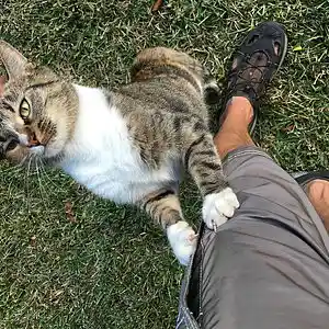 Picture for song 'ok track to check' by artist 'tanju tanju.com'