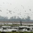 Picture for song 'Rainy Field Drowning' by artist 'Bekie'