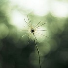 Picture for song 'Gastoba' by artist 'Dictates Of Reason'