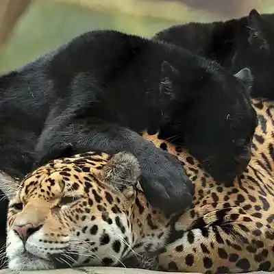 Picture for song 'together' by artist 'drama collection'