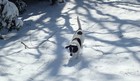 Picture for song 'Lonesome Dog' by artist 'Geo Ballentine'