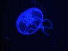 Picture for song 'Cold Space Dust' by artist 'Instrumental Espionage'