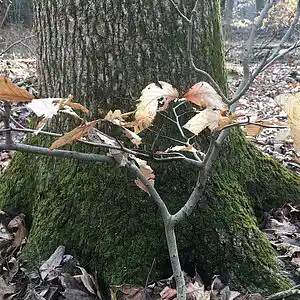 Picture for song 'Remember' by artist 'Leonard Scaper'