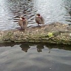 Picture for song ''Happy Birthday Dear Laura!!!'' by artist 'Nadia Cripps'