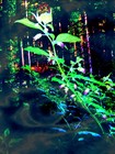 Picture for song 'Stoppelhopser (feat. by DJane Morgana)' by artist 'SHROOMBOT'