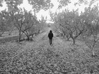 Picture for song 'I WALK WIT A FEW' by artist 'SIRGEN'