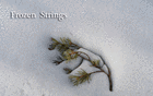 Picture for song 'Frozen Strings' by artist 'Stringz(US)'