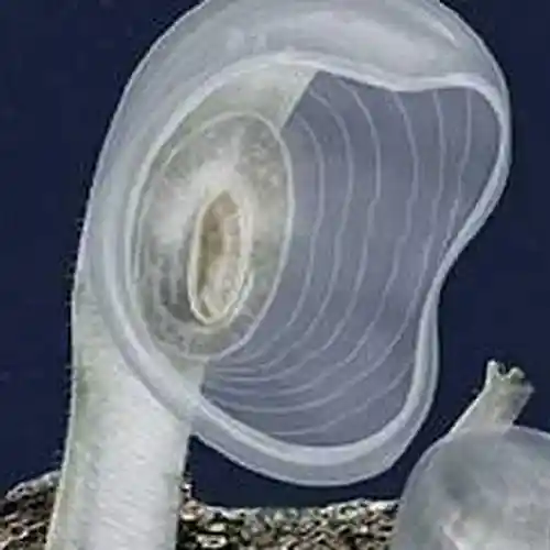 Picture for song 'TybeDour SongMoon 0142' by artist 'TybeDour'