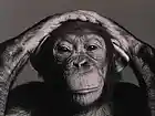 Picture for song 'chimp' by artist 'COLLIES'