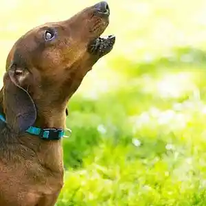 Picture for song 'BARKING 2' by artist 'Desibell And The Raiders Of The Lost Quark'