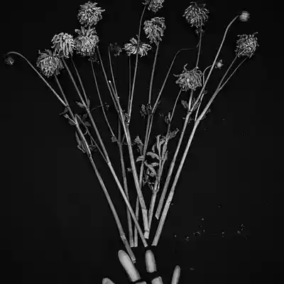 Picture for song 'agnes' by artist 'drama collection'