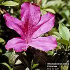 Picture for song 'Randy' by artist 'pikeplace'