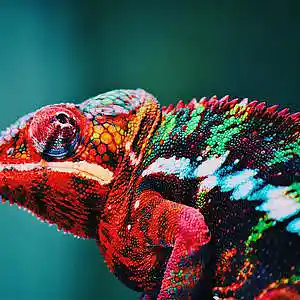 Picture for song 'Red, White, and Blue Chameleon' by artist 'John Layne and the Aeon's Promise Band'