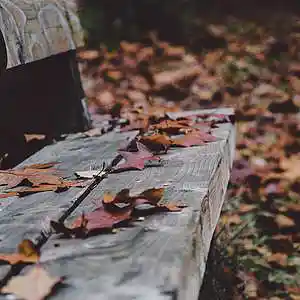 Picture for song 'The Bench ( a piano worktape)' by artist 'Kaley Willow'
