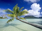Picture for song 'Gimme an Island' by artist 'Anthony Ison'