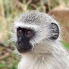 Picture for song 'Monkey $40' by artist 'DaSinsasion'