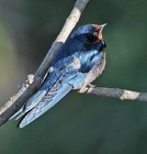 Picture for song 'Remembered Romance (S718,Mvt2)' by artist 'FranklinEMorris'