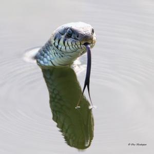 Picture for song 'Watersnakebearer' by artist 'Jammer59'