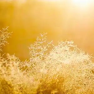 Picture for song 'Golden (Blissful/Soulful Trap) (Lil Uzi Vert Type)' by artist 'Lufivu'