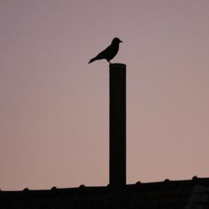 Picture for song 'Free of charge' by artist 'Paolo Margari'