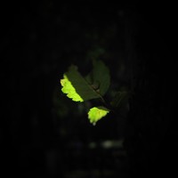 Picture for song 'shadow' by artist 'roughcopies'