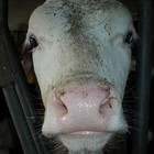 Picture for song 'beat' by artist 'Tha Cow Music'