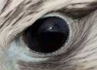 Picture for song 'Falcon Eye' by artist 'Trab Production'