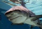 Picture for song 'Shark Bite!' by artist 'VMP (USA)'