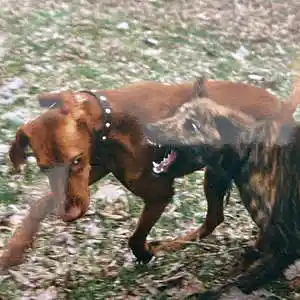 Picture for song 'Back for More' by artist 'Tongue Tied'