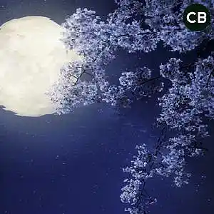 Picture for song 'Night Owl - Lil Peep Type Beat' by artist 'Cold Spxt'