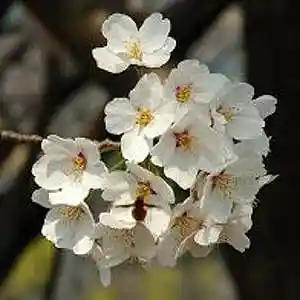 Picture for song 'Sakura' by artist 'Christian Faivre'