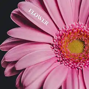 Picture for song 'Flower' by artist 'Kamil Jedralski'