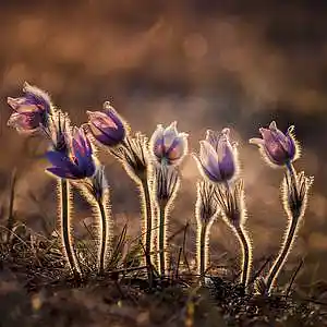 Picture for song 'Tenderly' by artist 'PurpleCorbie'