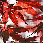 Picture for song 'Autumn Letter' by artist 'joyonghan.moksori'