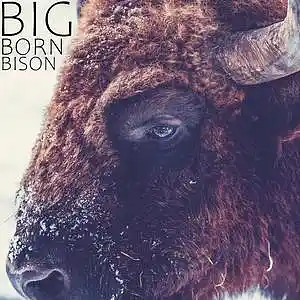 Picture for song 'Big Born Bison' by artist 'GEORGiSOUND'