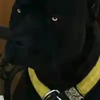 Picture for song 'Rescue Me' by artist 'TonyHamilton'