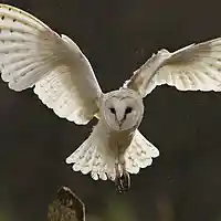 Picture for song 'DRAKE.' by artist 'Klever Beats'